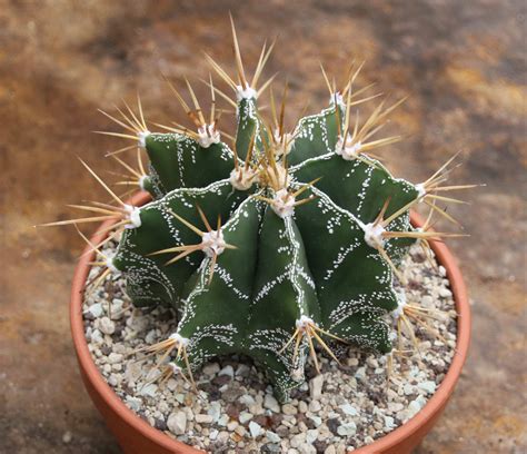 Pierre De Cactus (Astrophytum Ornatum)